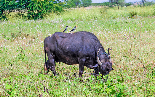 indian cow grazes at the meadow