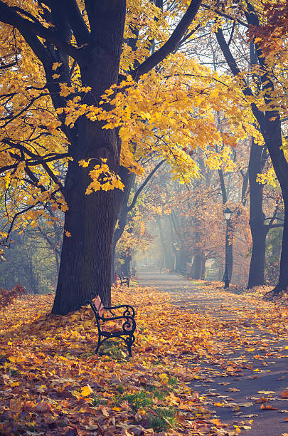 istock Colorful tree alley in the autumn park with bench 497143802