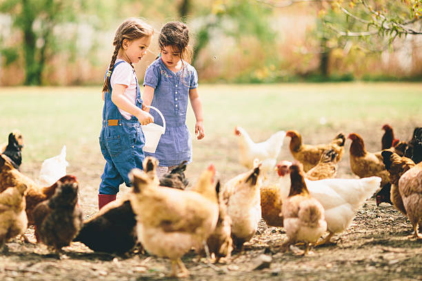 istock Two little girls feeding chickens 497143963