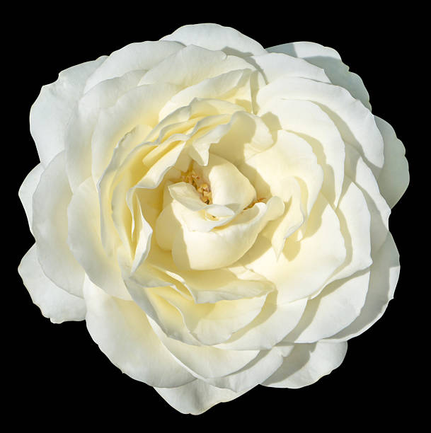 istock White and yellow tender rose flower macro isolated on black 497143982