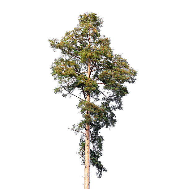istock Tall European pine tree isolated on white 497144246