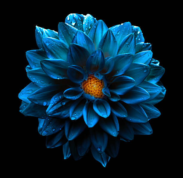 istock Surreal dark chrome blue flower dahlia macro isolated on black 497144276