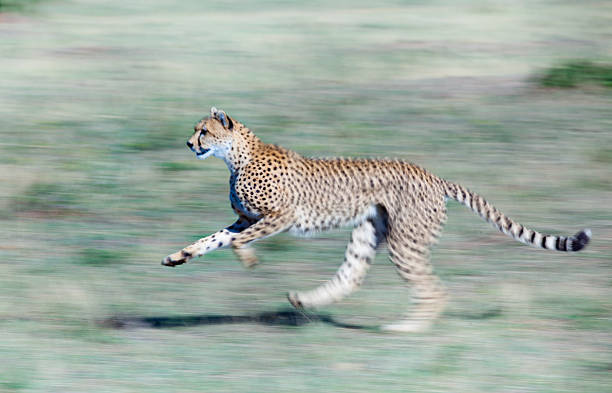 istock Cheetah running ,Masai Mara Kenya 497144437