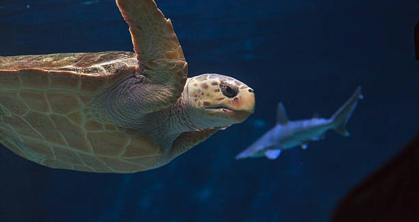 istock Juvenile loggerhead sea turtle, Caretta caretta 497144998