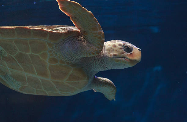 istock Juvenile loggerhead sea turtle, Caretta caretta 497145222