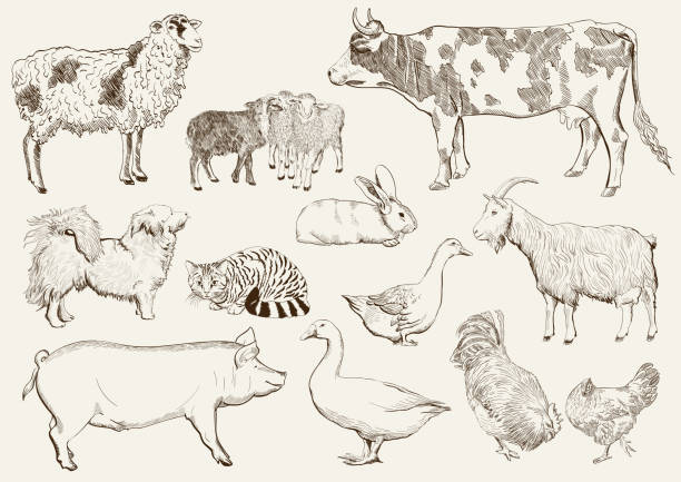 ilustrações, clipart, desenhos animados e ícones de animais de fazenda - rabbit livestock pets cartoon