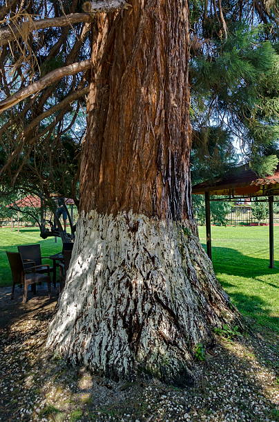 istock View of giant sequoia (Sequoia sempervirens) in the park 497145808