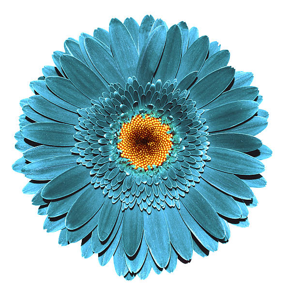 Surreal dark chrome grey turquoise gerbera flower isolated on white Surreal dark chrome grey turquoise gerbera flower macro isolated on white gerbera daisy stock pictures, royalty-free photos & images