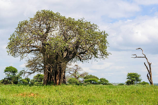 istock Baobab tree in the Tarangire Park, Tanzania 497146478