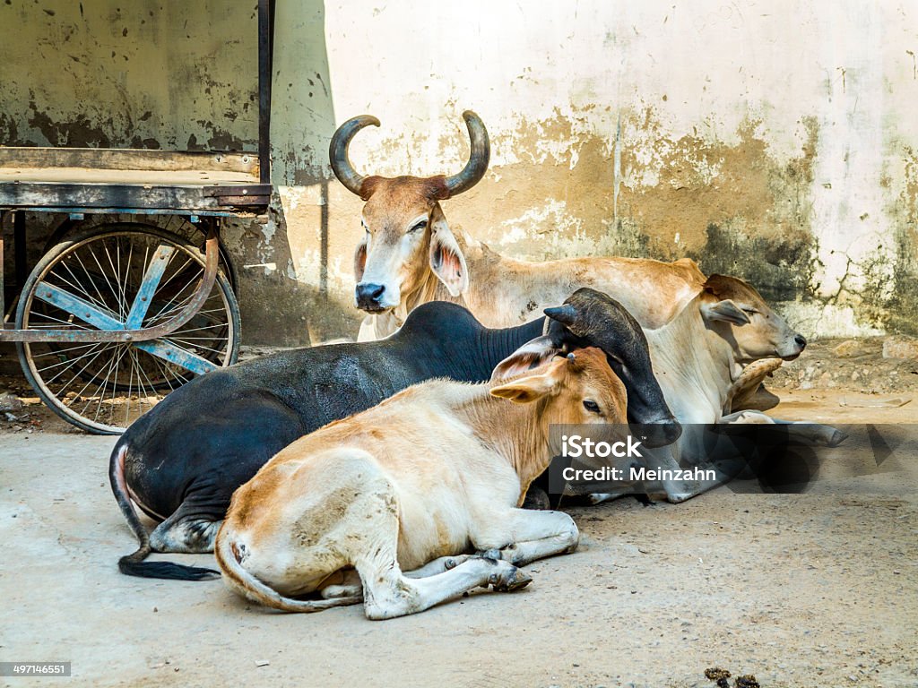 Müde Kühe ruhen auf der Straße - Lizenzfrei Abwarten Stock-Foto