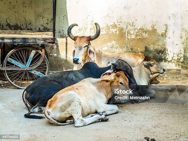 Müde Kühe Ruhen Auf Der Straße Stockfoto und mehr Bilder von Abwarten - Abwarten, Asien, Braun