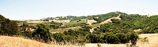 panorama di petaluma valley - vineyard sonoma county california panoramic foto e immagini stock