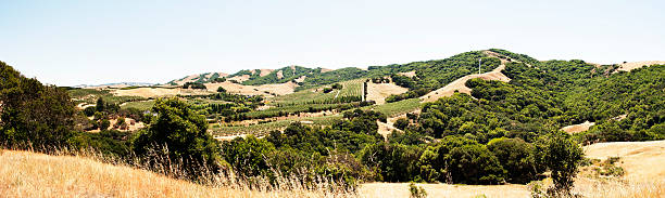 панорама petaluma долина - vineyard sonoma county california panoramic стоковые фото и изображения