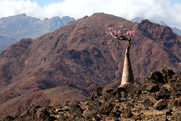 Bottle tree - endemic of Socotra Island Bottle tree - adenium obesum – endemic tree of Socotra Island adenium photos stock pictures, royalty-free photos & images