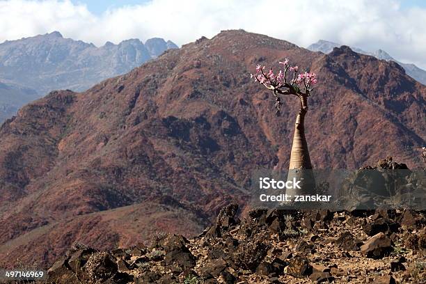 Bottle Tree Endemic Of Socotra Island Stock Photo - Download Image Now - Socotra, Adenium Obesum, Island
