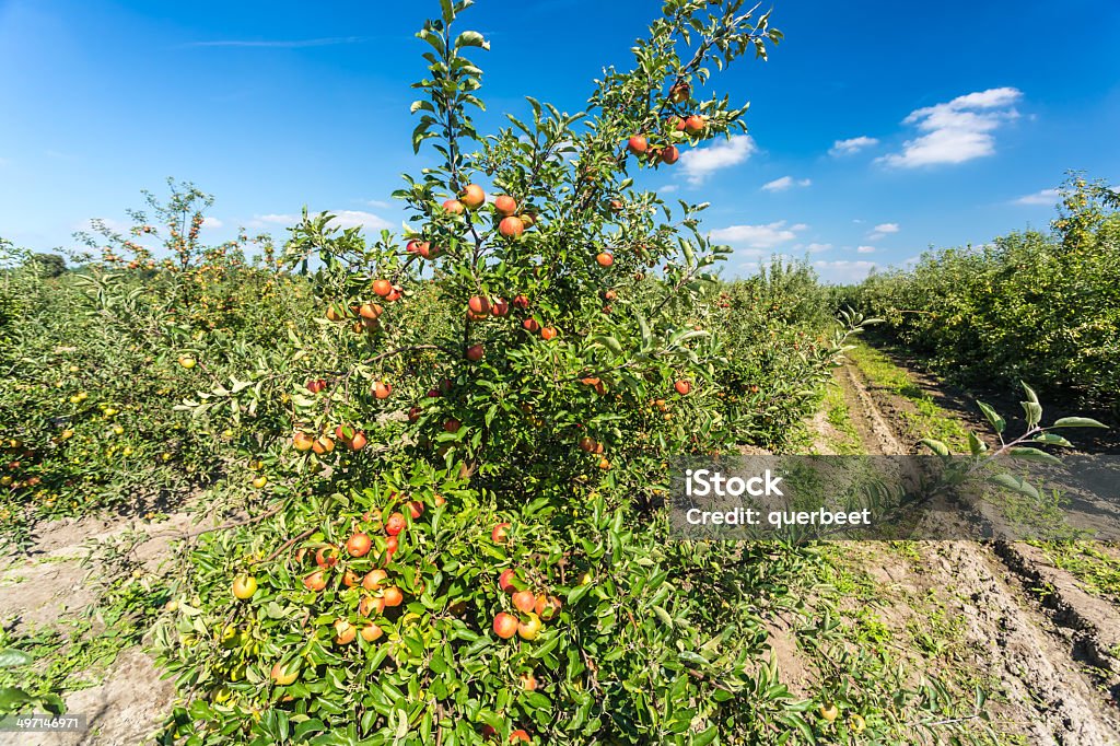 Apple Orchard - Lizenzfrei Apfel Stock-Foto