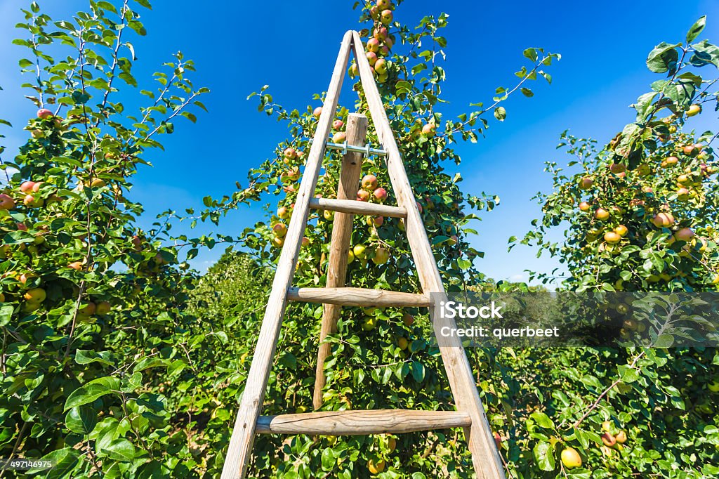 Äpfel mit Leiter - Lizenzfrei Agrarbetrieb Stock-Foto