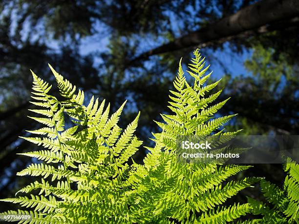 Lontano - Fotografie stock e altre immagini di Albero - Albero, Albero tropicale, Ambientazione esterna