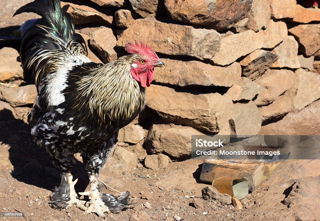 Rooster в Восточные Плоскогорье, Лесото - Стоковые фото Eastern Highlands - Lesotho роялти-фри