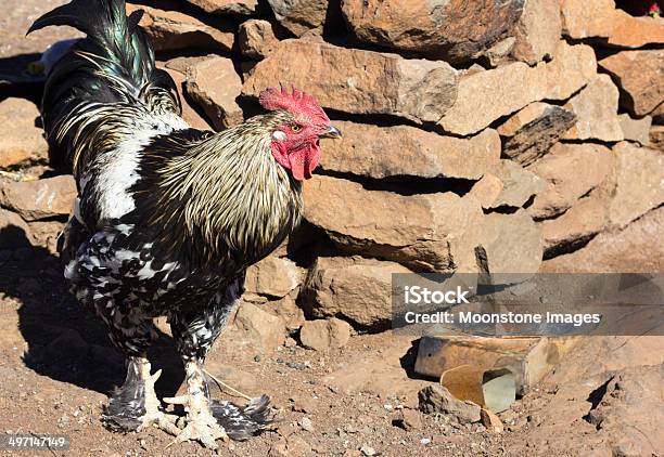 Rooster В Восточные Плоскогорье Лесото — стоковые фотографии и другие картинки Eastern Highlands - Lesotho - Eastern Highlands - Lesotho, Африка, Без людей