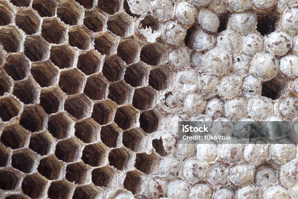 Wasps nest - Lizenzfrei Baby Stock-Foto