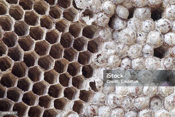 Wasps Nest Stockfoto und mehr Bilder von Baby - Baby, Bauwerk, Biene