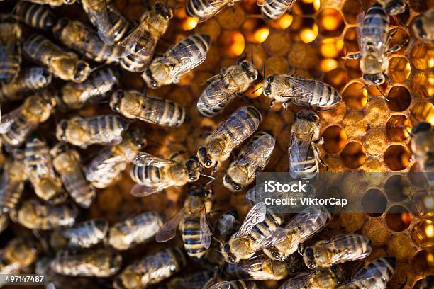 Photo libre de droit de Macro Shot Dabeilles Swarming Sur Un Nid Dabeilles banque d'images et plus d'images libres de droit de Abeille