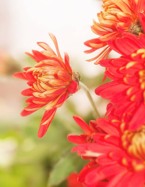 istock red chrysanthemum flower ,the effect has been applied 497147760