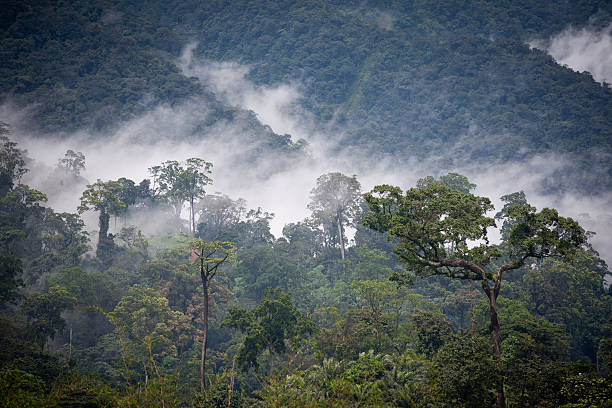Mist in the jungle Low fog and clouds cameroon stock pictures, royalty-free photos & images
