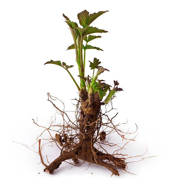 framboesa - uprooted vertical leaf root imagens e fotografias de stock
