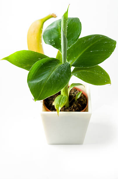 Lady finger banana plant stock photo