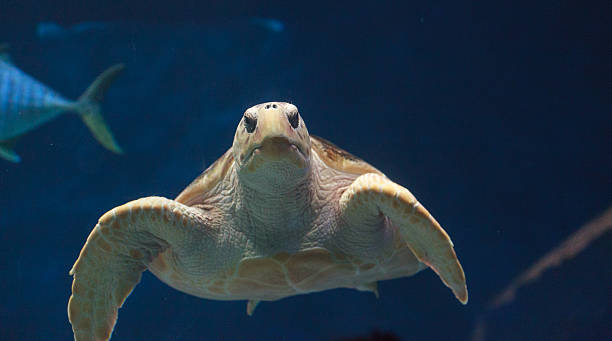 istock Juvenile loggerhead sea turtle, Caretta caretta 497148570