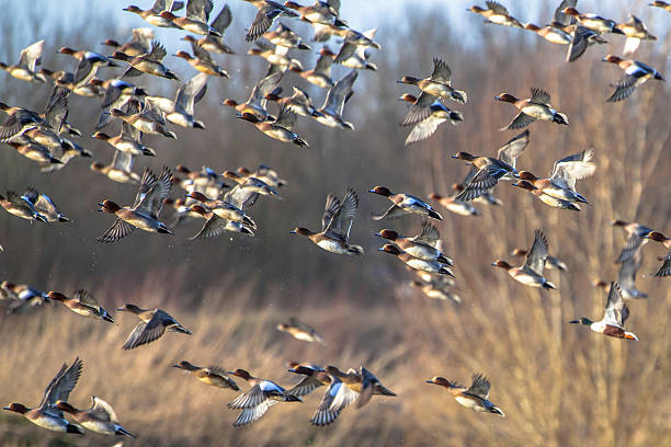 istock Flying Flock of Migratory Eurasian wigeon (Anas penelope) 497148680