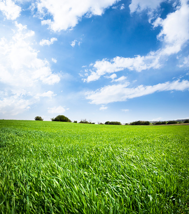 A beautiful green field of young cereals against a blue sky with clouds on a bright sunny day. Natural landscape.