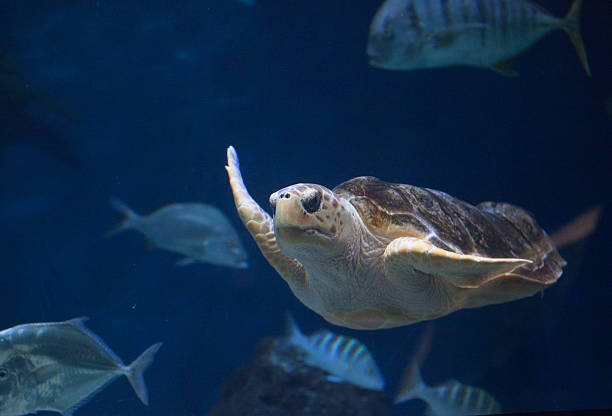istock Juvenile loggerhead sea turtle, Caretta caretta 497148690