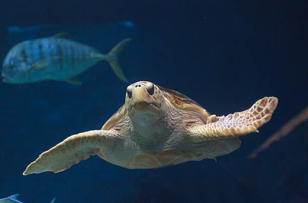 istock Juvenile loggerhead sea turtle, Caretta caretta 497148786