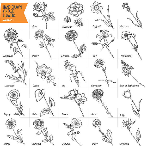 ilustraciones, imágenes clip art, dibujos animados e iconos de stock de dibujados a mano las flores vintage conjunto. ilustración vectorial. volumen 1. - tulip sunflower single flower flower
