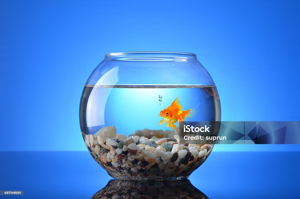 Fish Tank Stockfoto en meer beelden van Vissenkom - Vissenkom, Aquarium, Viskom iStock