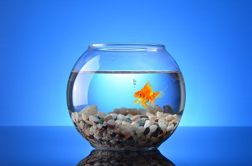 Fish Bowl Filled with Water on Blue Background