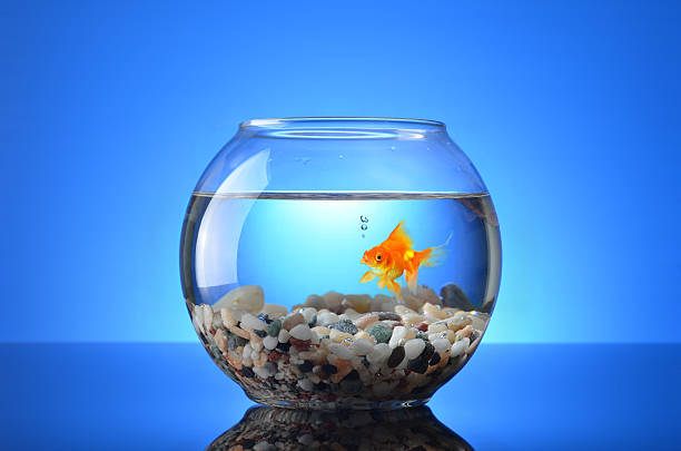 Fish Tank Fish Bowl Filled with Water on Blue Background goldfish stock pictures, royalty-free photos & images