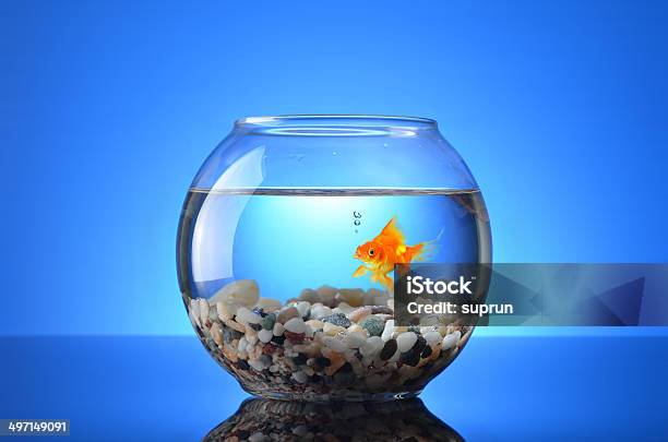Fish Tank Stock Photo - Download Image Now - Fish Tank, Aquarium, Fish