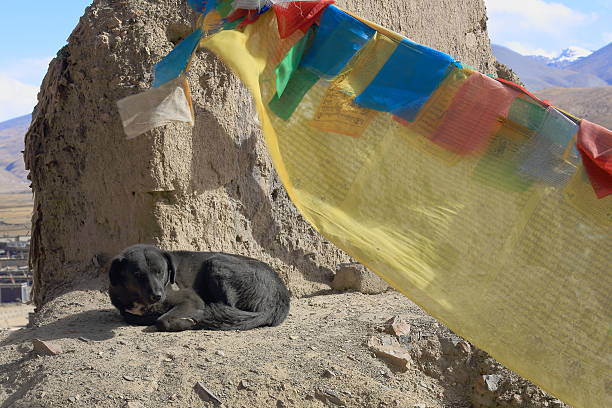 istock Black dog-buddhist prayer flags. Sakya-Tibet. 1839 497149104