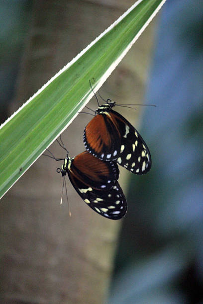 istock Close Up of Spotted Tiger Longwing Butterflies Mating 497150144