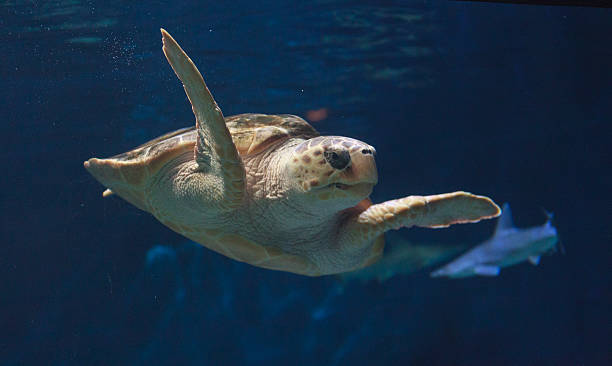 istock Juvenile loggerhead sea turtle, Caretta caretta 497150534
