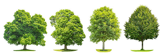 istock Set of green trees maple, linde, chestnut. Nature objects 497152224