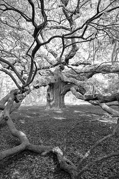 istock Gigantic old Live Oak tree in American South 497152346
