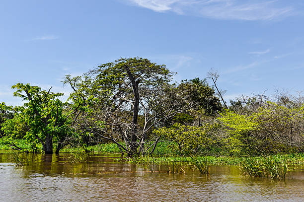 istock Flooded trees in the Amazon Rainforest, Brazil 497152450
