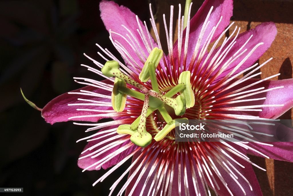 Leidenschaften Blume - Lizenzfrei Passionsblume Stock-Foto