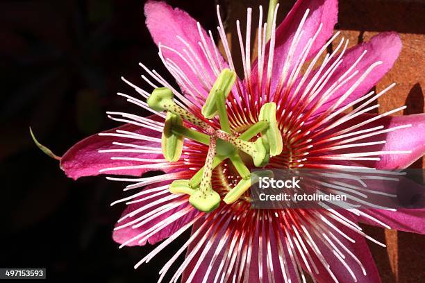 Leidenschaften Blume Stockfoto und mehr Bilder von Passionsblume - Passionsblume, Blüte, Extreme Nahaufnahme