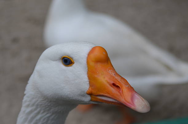 Retrato de un blanco de ganso - foto de stock